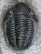 D Gerastos Trilobite Nice Dark Shell #2412-2